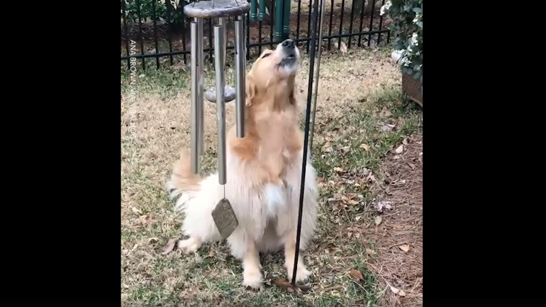 «Αφιερωμένο στον ιδιοκτήτη μου»