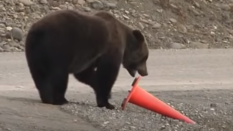 Μια αρκούδα ισιώνει έναν κώνο κυκλοφορίας