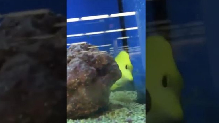 Κρυφτό με ένα ψάρι