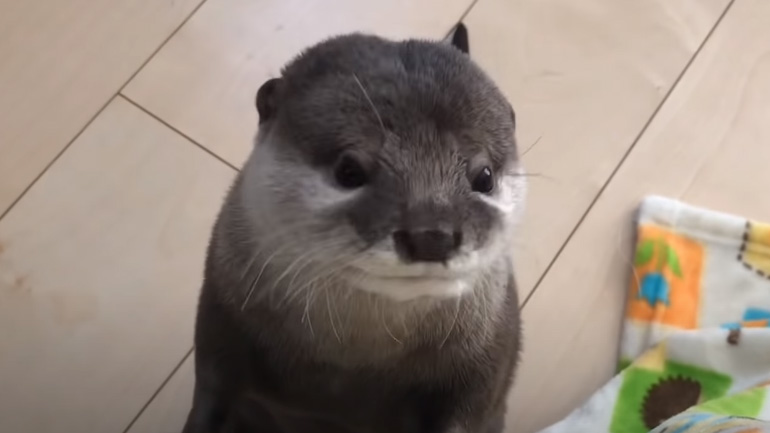 Μια βίδρα είναι ιδιαίτερα ομιλητική