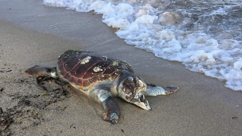 Νεκρή χελώνα καρέτα-καρέτα εντοπίστηκε στην παραλία των Αβδήρων