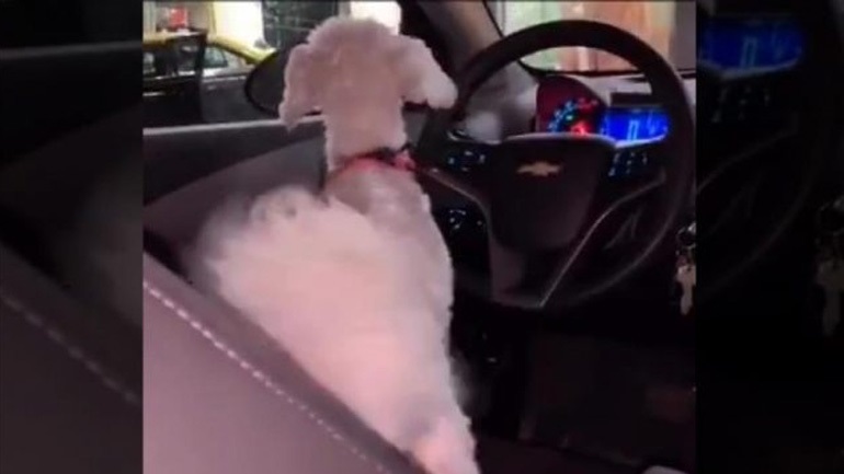 Κόφ’ το! Κόφ’ το!