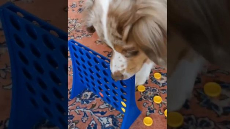 Ο σκύλος πάντα κερδίζει