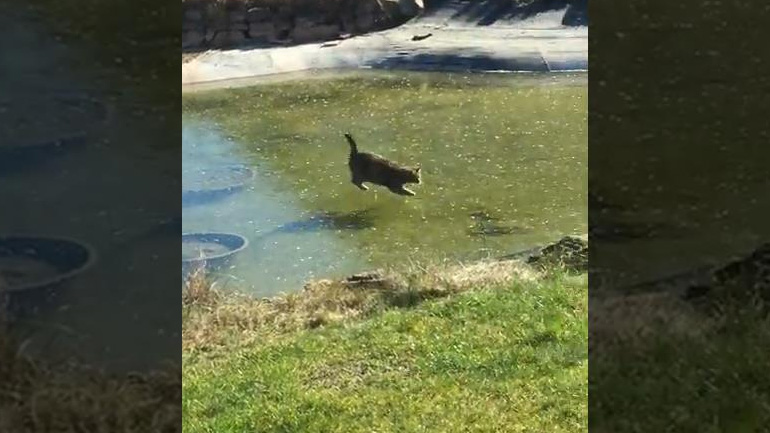 Γάτα κυνηγάει ένα ψάρι