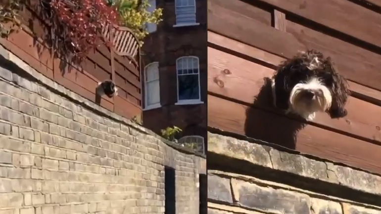 Ένας κουτσομπόλης σκύλος Ένας κουτσομπόλης σκύλος