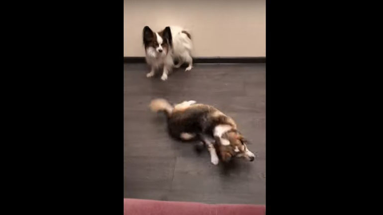 Σκύλος φρικάρει με το φτερούγισμα ενός σκαθαριού