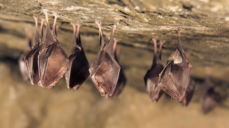 Στην αναζήτηση της προέλευσης του Covid-19 λείπει ένα κομμάτι του παζλ