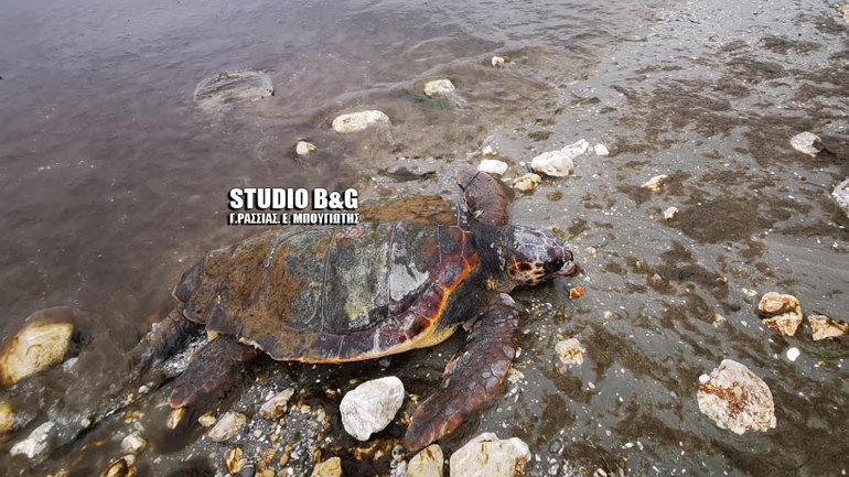 Έξι νεκρές θαλάσσιες χελώνες σε παραλία της Αργολίδας