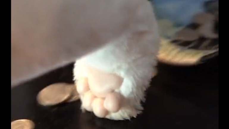 Ένα ψεύτικο πόδι γάτας Ένα ψεύτικο πόδι γάτας