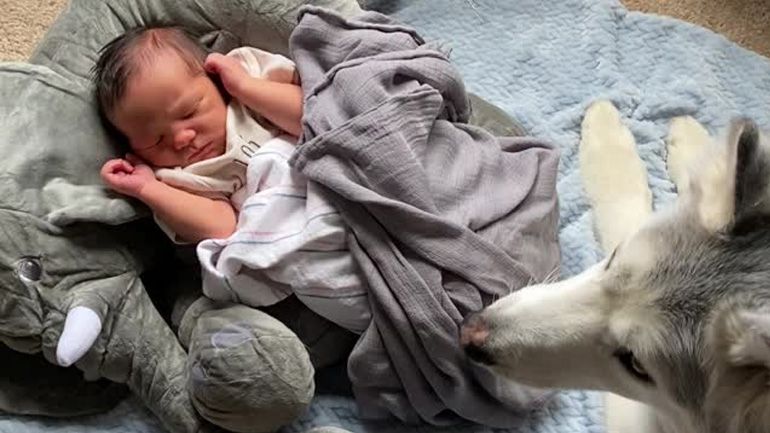 Χάσκι αρνείται να φύγει δίπλα από το μωρό