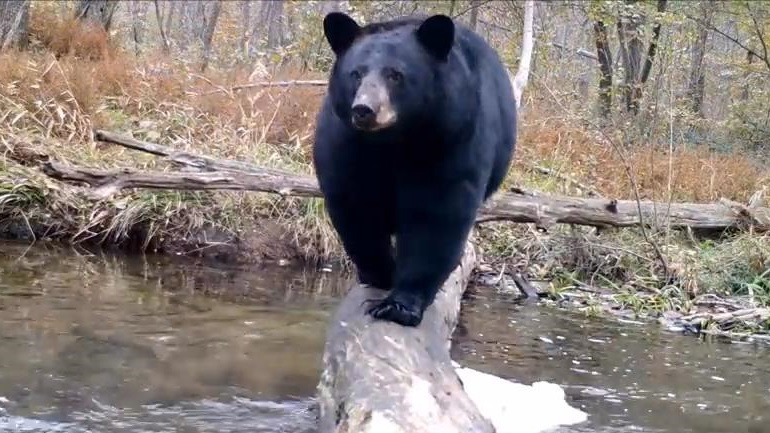 Ένας πολύ δημοφιλής κορμός