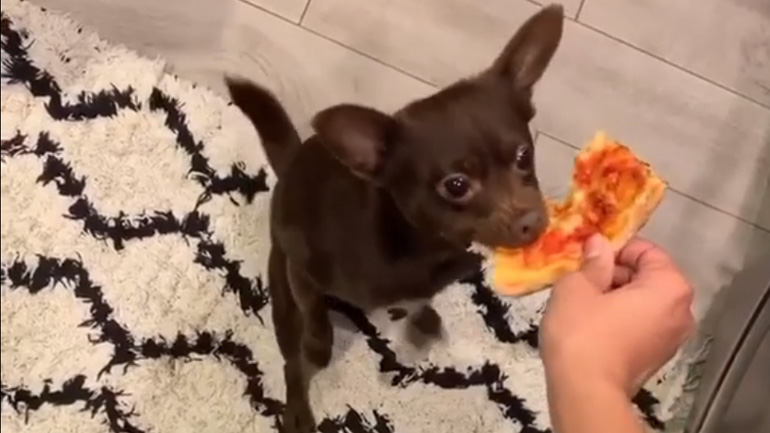 Σκύλος vs πίτσα