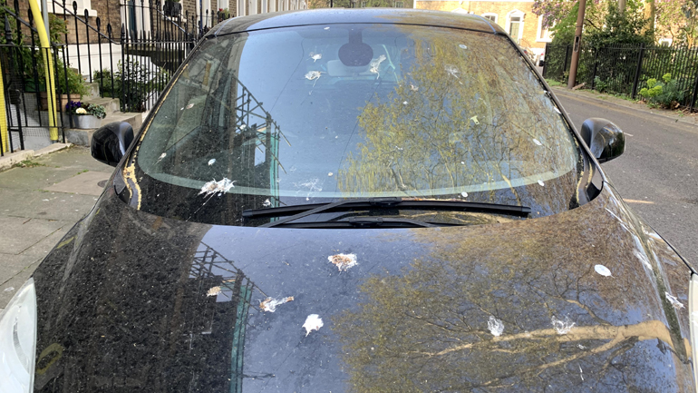 Πώς η Ford αντιμετωπίζει τις κουτσουλιές των πουλιών;