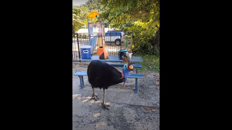 Καζουάριος έκλεψε μήλο από κοπέλα