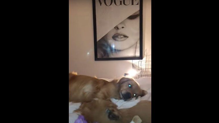 Σκύλος ειδικός στους αντιπερισπασμούς