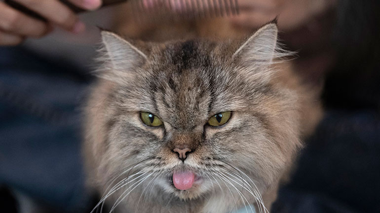 Ισπανία: Μια γάτα βρέθηκε θετική στον κορωνοϊό
