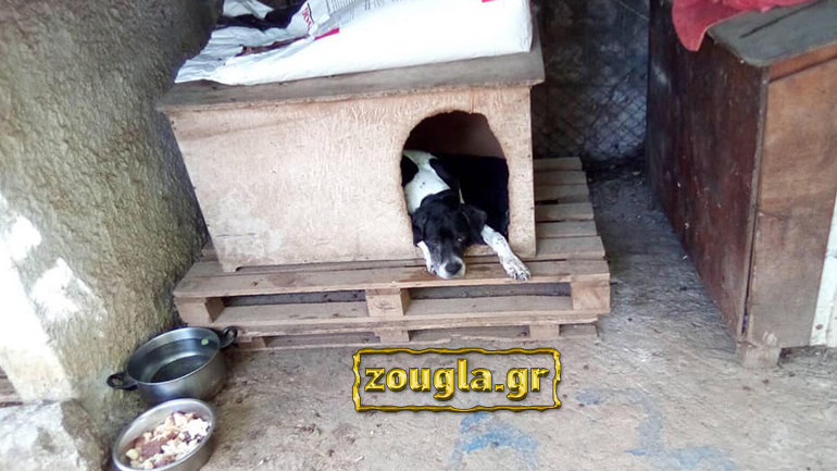 Δίωξη σε εισαγγελέα για κακοποίηση σκύλου κατά συρροή!