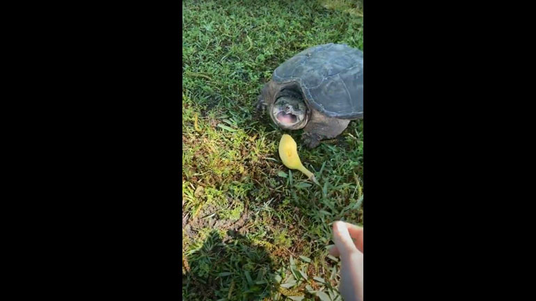 Μια «άγρια» χελώνα