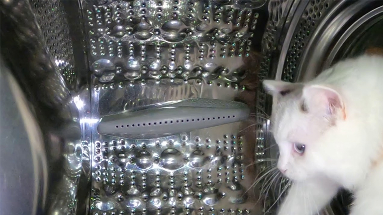 Γάτα σε διαστημική αποστολή