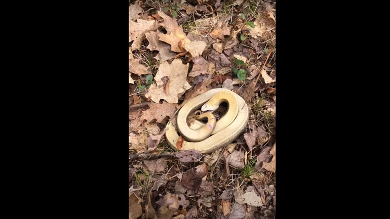 Φίδι προσποιείται πως έχει πεθάνει