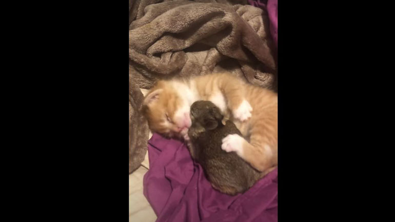 Δύο ασυνήθιστα αχώριστοι φίλοι Δύο ασυνήθιστα αχώριστοι φίλοι