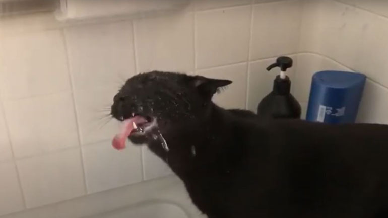 Μια γάτα που λατρεύει το νερό