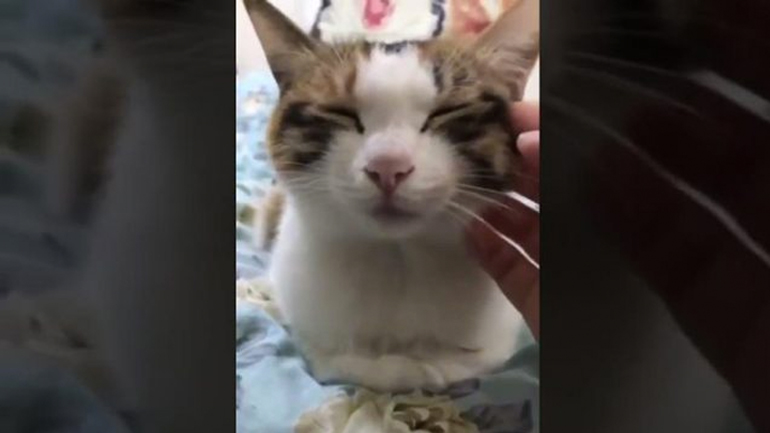 H γάτα βγήκε offline