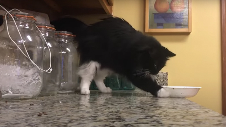 Μια τελειομανής γάτα 