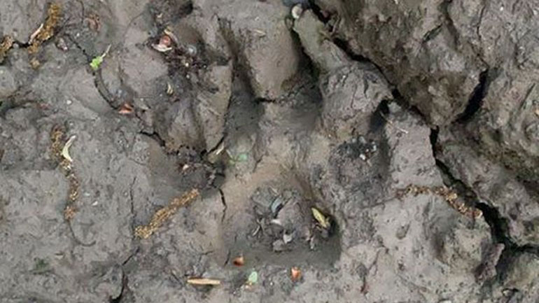 Μυστηριώδη ίχνη πυροδοτούν νέες υποθέσεις για το Τέρας του Ντάρτμουρ