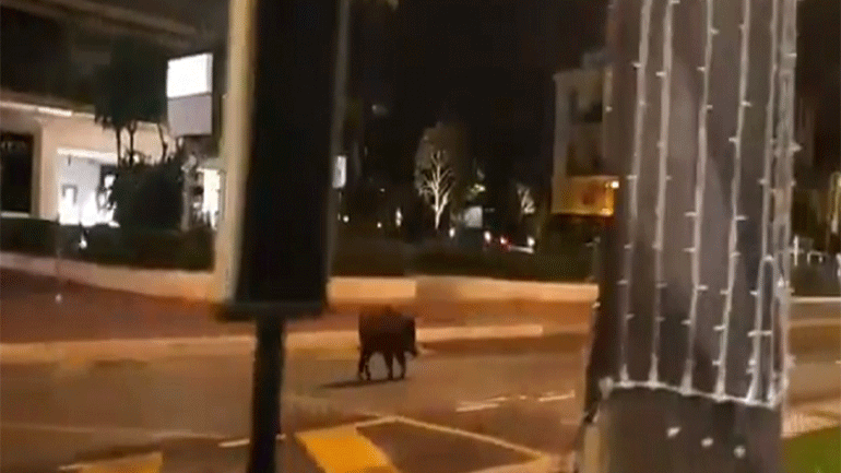 Κάννες: Αγριογούρουνο έκοβε βόλτες στην έρημη Κρουαζέτ