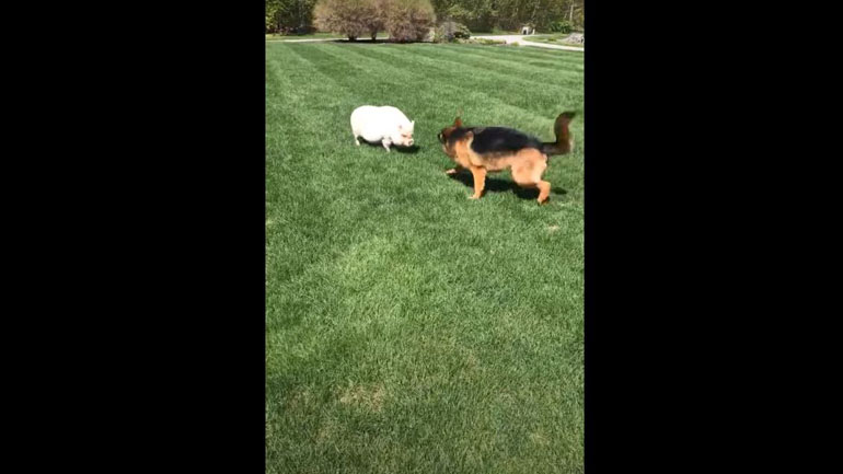 Σκύλος παίζει κυνηγητό με γουρούνι