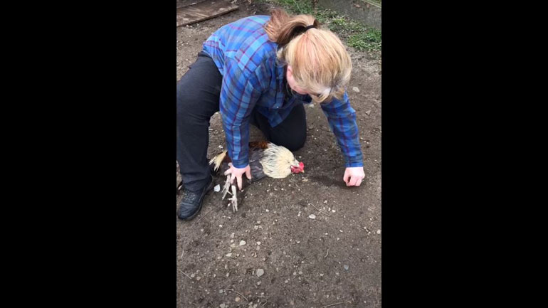 Κόκορας υπνωτίζεται από μια γραμμή