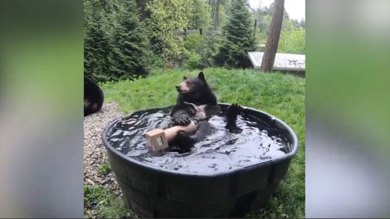 Αρκούδα διασκεδάζει απολαμβάνοντας το μπάνιο της σε ζωολογικό κήπο
