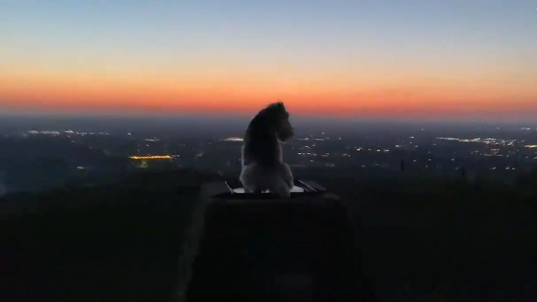 Ένας σκύλος στην «κορυφή» του κόσμου