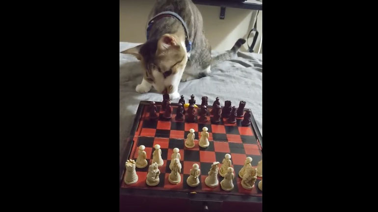 Ας παίξουμε σκάκι!