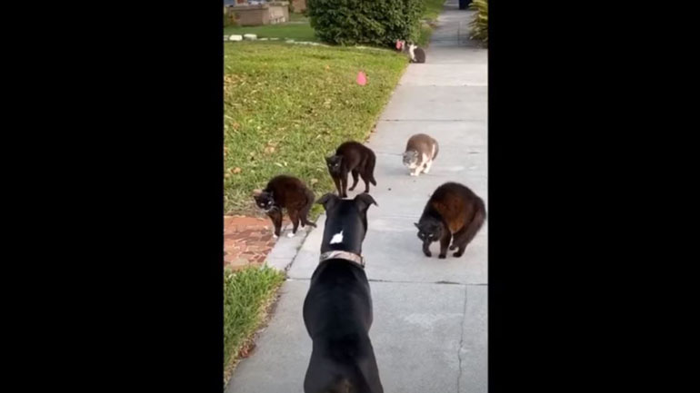 «Λάθος γειτονιά διάλεξες, φίλε» «Λάθος γειτονιά διάλεξες, φίλε»