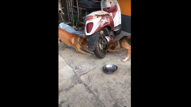 Καβγάς από απόσταση ασφαλείας