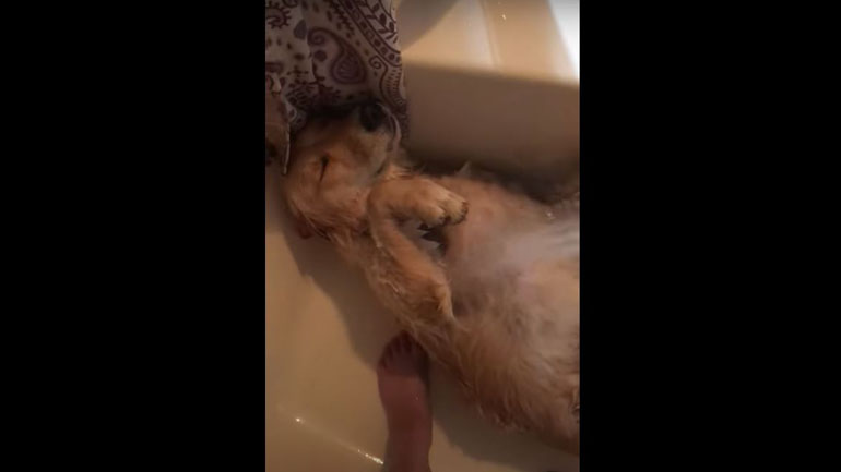 Σκύλος απολαμβάνει υπερβολικά το μπάνιο του