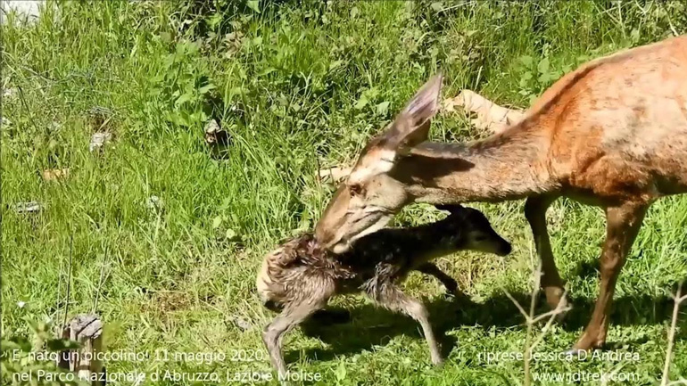 Ελάφι γεννήθηκε σε αυλή σπιτιού στην Ιταλία