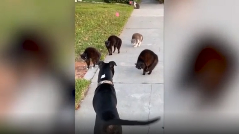 Όταν οι γάτες τρέπουν τον σκύλο σε φυγή