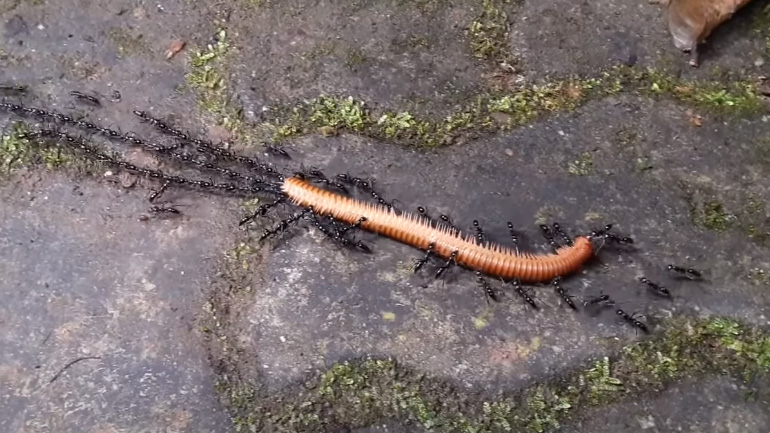 Μυρμήγκια δημιουργούν αλυσίδα για να μεταφέρουν ένα βαρύ φορτίο