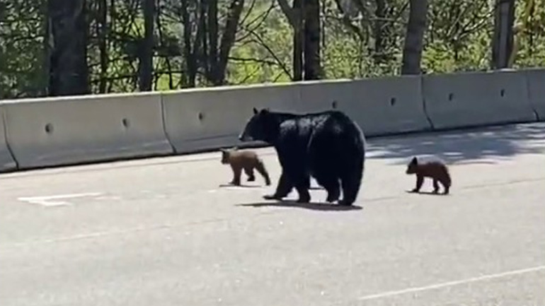 Αρκούδα μαθαίνει τα μωρά της να σκαρφαλώνουν εμπόδια
