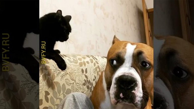 Σκύλος και γάτα σε λογομαχία