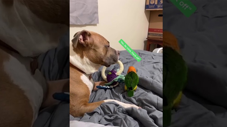 Σκύλος και παπαγάλος διαφωνούν για ένα παιχνίδι