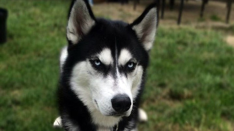 Η επιστήμη το απέδειξε: Περνούν και οι σκύλοι δύσκολη εφηβεία, όπως κι εμείς!