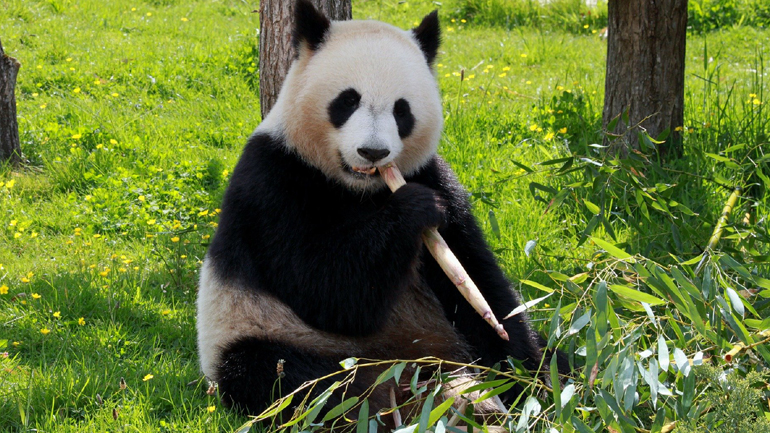 Δύο γιγαντιαία πάντα επιστρέφει ο Καναδάς στην Κίνα λόγω έλλειψης φρέσκου μπαμπού