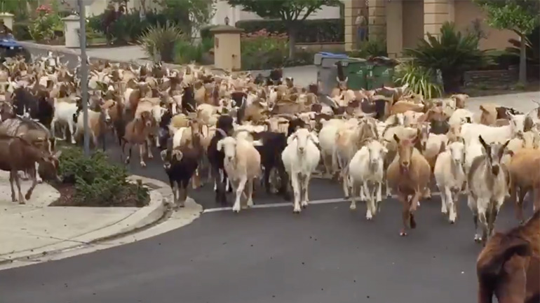 Κατσίκες καταλαμβάνουν γειτονιά στην Καλιφόρνια
