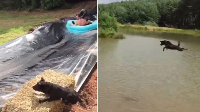 Σκύλος εναντίον νεροτσουλήθρας