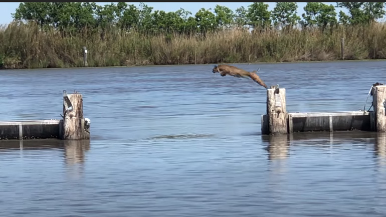 Eντυπωσιακό άλμα
