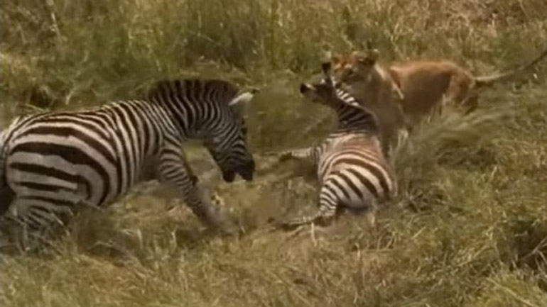 Ζέβρα σώζει το μικρό της από επίθεση λιονταριού